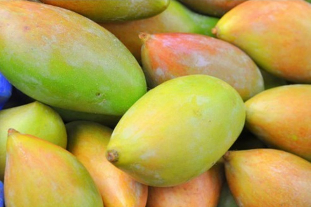 Totapuri Mango